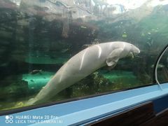 -悉尼海洋生物水族馆