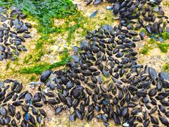 -日照灯塔风景区