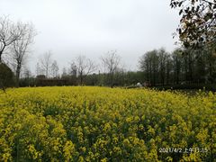 -东平国家森林公园