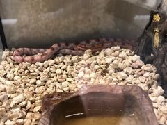 -momokira米努特·德文卷毛猫·棉花面纱犬