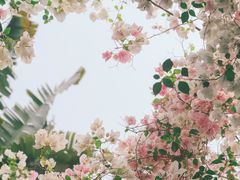 -深圳国际园林花卉博览园