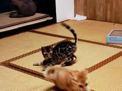 -泰国佛·塔罗·泰牌狐仙古曼