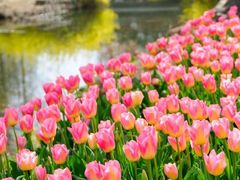 -上海滨江森林公园