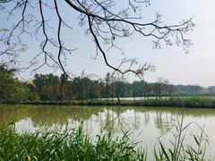 -大湾区中央湿地公园