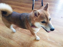 -柴犬高等学院·狗咖·柴犬售卖·宠物训练