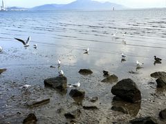 -深圳湾公园(南山区)