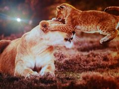 -罗红摄影艺术馆