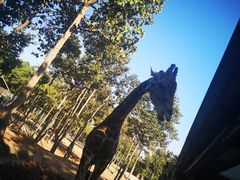 -清迈夜间动物园