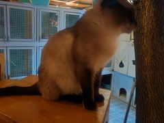 -猫小院猫主题咖啡厅(北锣店)