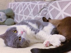-FAELING PETS美天灵宠物(富力广场店)