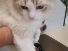 -飞行喵MR PILOT|猫舍·猫咖(静安大融城店)
