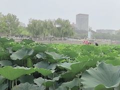 -莲花池公园