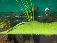 -上海大自然野生昆虫馆(东方明珠·爬宠昆虫探索中心)