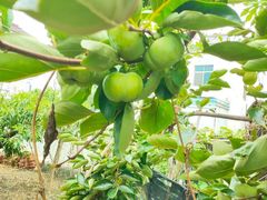 -老袁家蜜桃农场·阳山水蜜桃