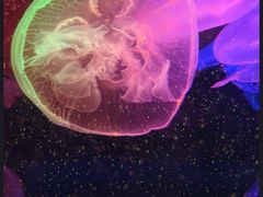 -太平洋海底世界