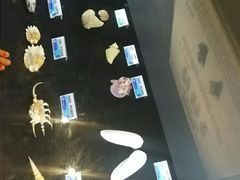 -贝壳梦幻世界