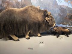 -陕西自然博物馆