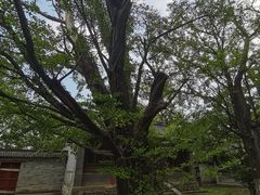 -阳台山自然风景区