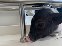 -怪兽屋·羊驼·猫咖·狗咖(俊华广场店)