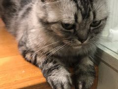 -猫小院猫主题餐厅(三里屯店)