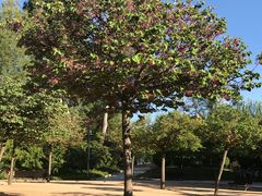 -阿尔罕布拉宫