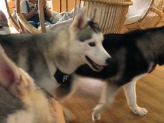 -Husky Go! 哈士奇体验馆·宠物咖啡厅狗咖