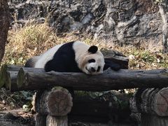 -都江堰中华大熊猫苑