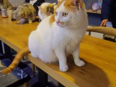 -平行世界·猫咖(首经贸店)