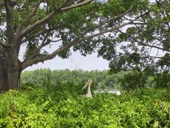 -大湾区中央湿地公园