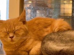 -楼上猫咖(罗湖店)