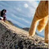 一只漂亮的小猫的照片