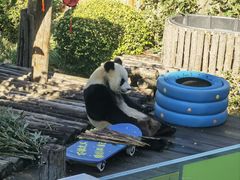 -大连森林动物园