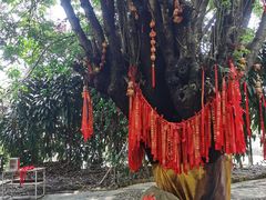 -瑞丽独树成林风景区