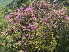 -洛阳白云山景区