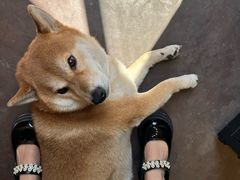 -啡语