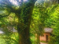 -杨家堂村