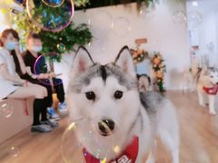 -Husky Go! 哈士奇体验馆·宠物咖啡厅狗咖