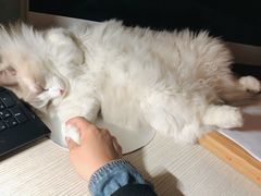 -糯米喵星人总部直营旗舰店·猫舍·幼猫出售
