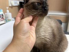 -谐和益家动物医院·免疫绝育·血液透析·宠保定点医院(高新伊藤分院)