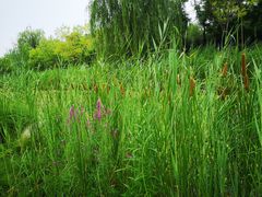 -武清南湖绿博园