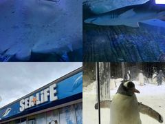 -悉尼海洋生物水族馆