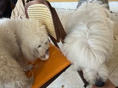 -大小咖啡 BigSmallCoffee(麦子店)