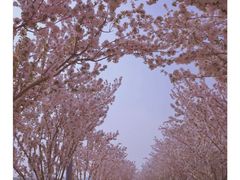 -桃花堤公园