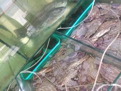-胖子饺子馆·海鲜家常菜(海军博物馆店)