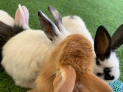 -萌宠亲子动物乐园(槐房万达店)