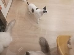 -有喵·猫咖·狗咖·30几只猫10只小狗(岗厦店)