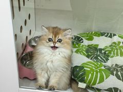 -青奢宠物·青奢猫舍