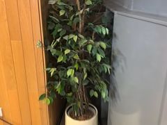 -海王冰室(皇朝店)