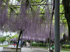 -嘉定紫藤园