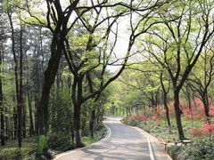 -南京老山国家森林公园